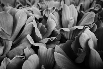 Close up picture of caladium leaves floating on the water in black and white