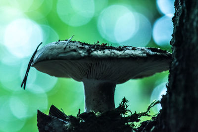 Close-up of mushroom