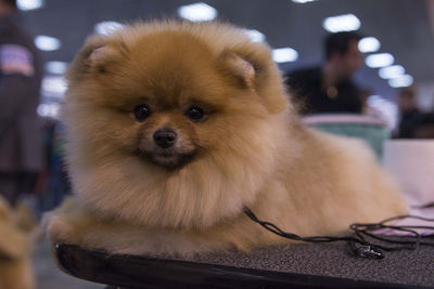 Close-up portrait of a dog