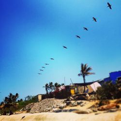 Low angle view of birds flying against blue sky