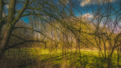 Bare trees against sky