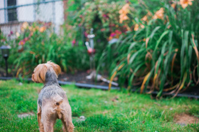 Rear view of dog on field