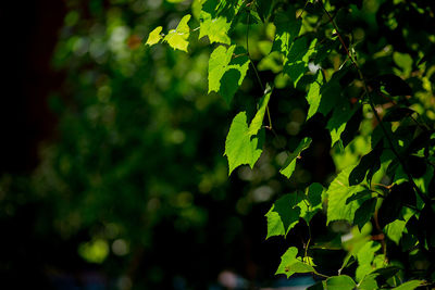 Close-up of fresh green plant