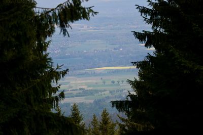 Scenic view of forest against sky