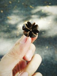 Close-up of cropped hand holding plant pond