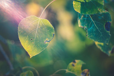 Close-up of green leaves