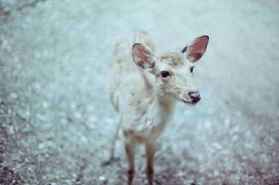 Close-up of fawn standing
