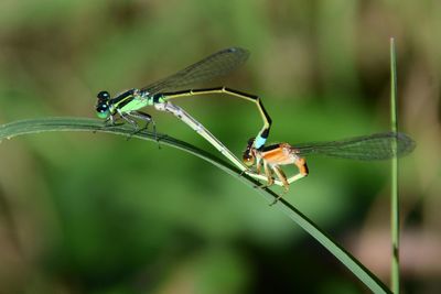 Close-up of damselflies mating on plant