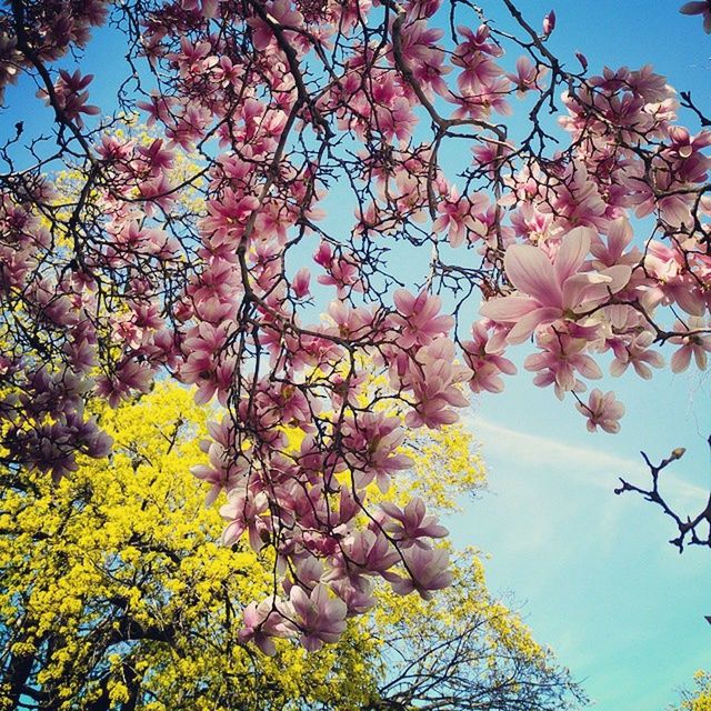 tree, branch, low angle view, flower, growth, freshness, blossom, beauty in nature, nature, clear sky, sky, fragility, cherry blossom, cherry tree, springtime, pink color, in bloom, sunlight, blooming, fruit tree