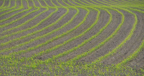 Full frame shot of organic farm