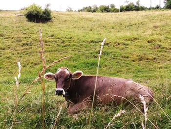 View of a horse on field