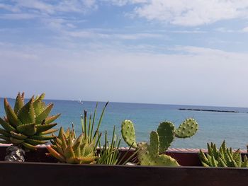 Potted plants by sea against sky