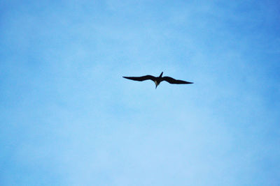 Low angle view of bird flying