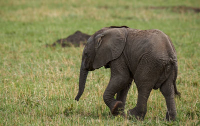 African elephant, wildlife scene in nature habitat