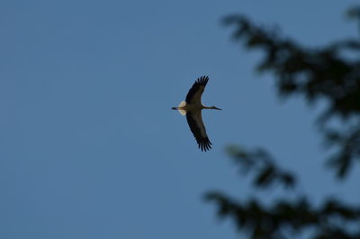 Low angle view of bird flying in sky