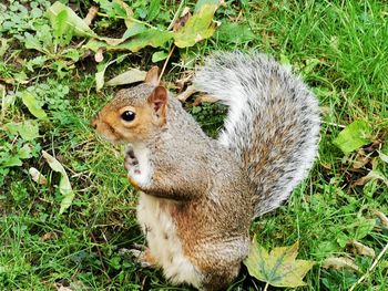 High angle view of squirrel on field