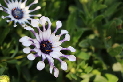 Close-up of honey bee on flower blooming outdoors