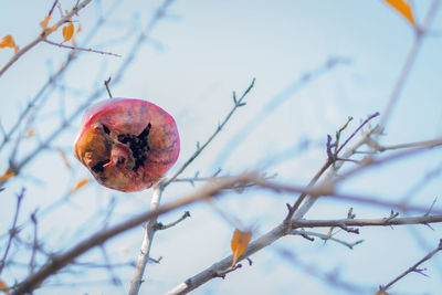 Close-up of dried fruits on tree