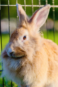 Close-up of rabbit in cage