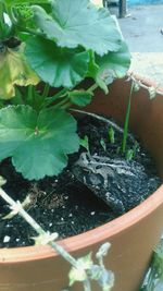 High angle view of potted plant