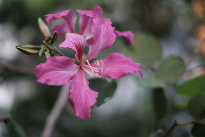 Close-up of pink flowers blooming outdoors