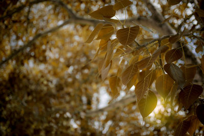 Close-up of leaves on tree