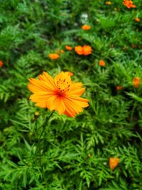 Close-up of orange cosmos flower