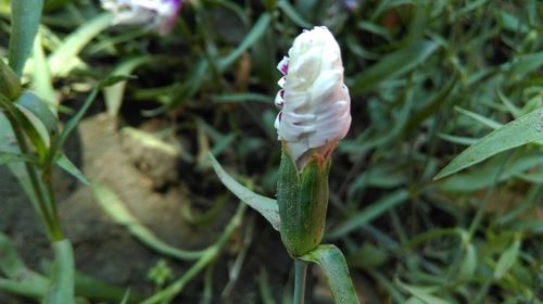 Close-up of flower growing in field