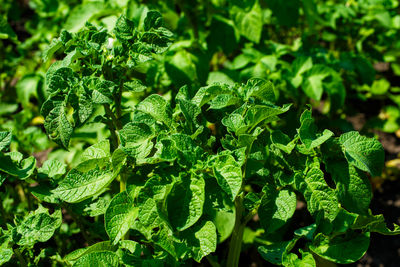 green