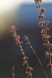 Close-up of plant