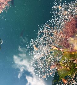 Low angle view of plants swimming in sea