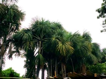 Low angle view of palm trees against clear sky