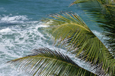 Palm tree by sea