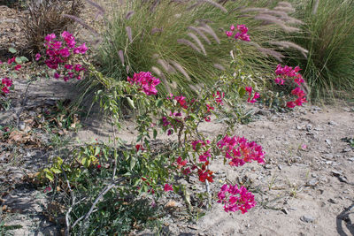 Flowers growing outdoors