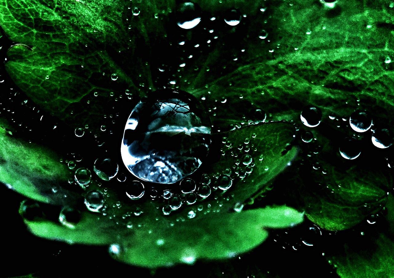 drop, water, wet, close-up, dew, leaf, fragility, freshness, raindrop, purity, nature, beauty in nature, green color, backgrounds, full frame, natural pattern, growth, droplet, rain, water drop