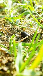 Close-up of insect on plant