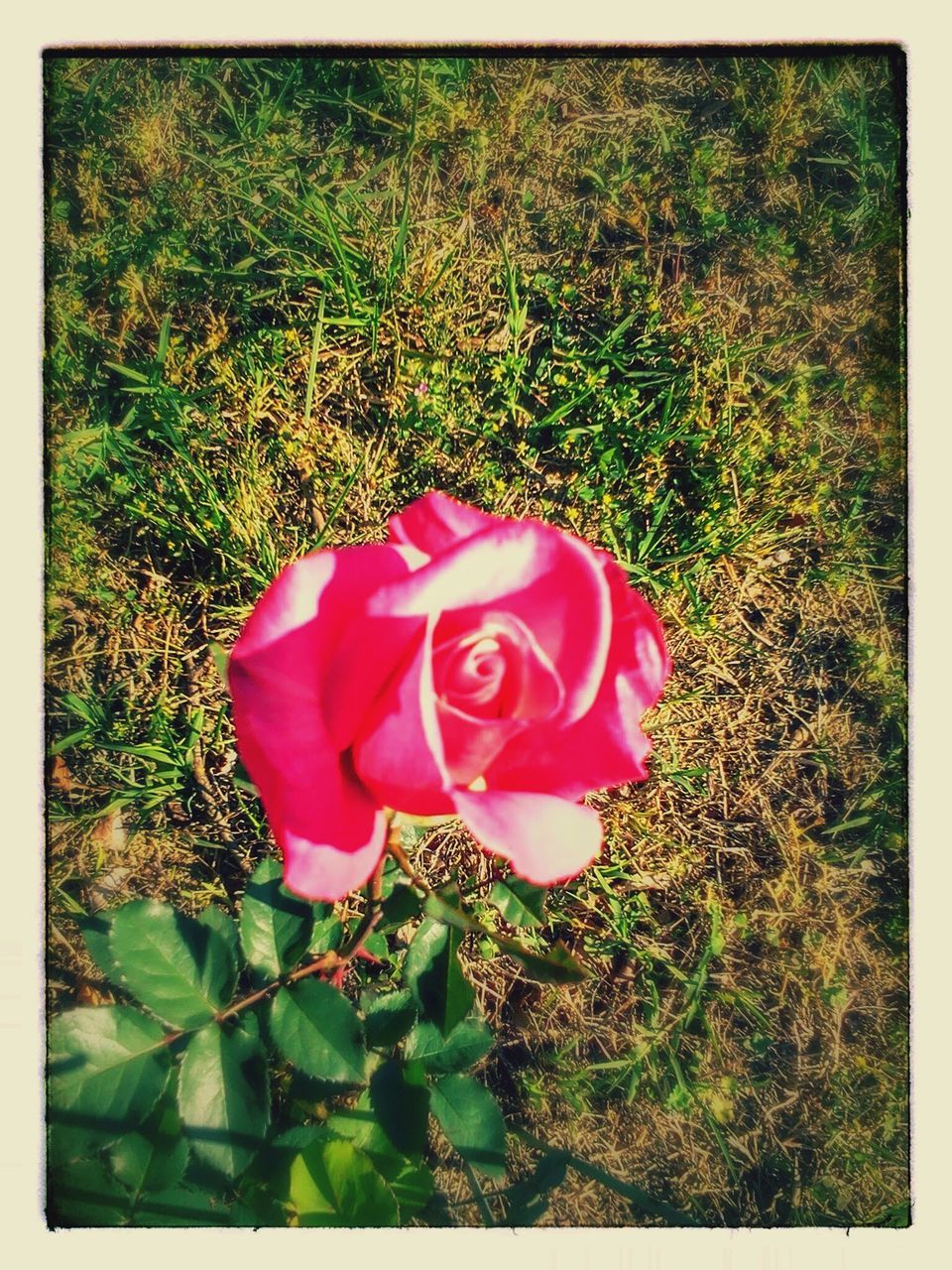 CLOSE-UP OF RED ROSE IN GARDEN