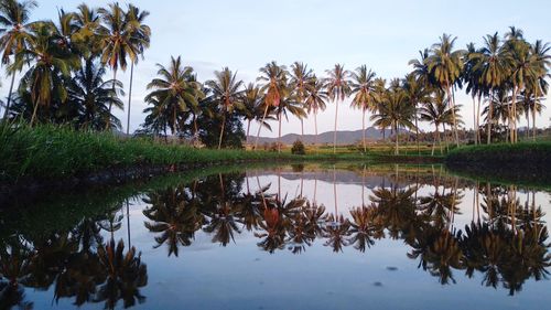 Reflection of palm trees on lake against sky