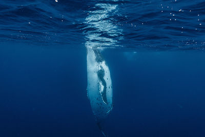 Man swimming in sea