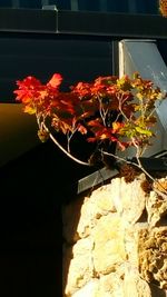 Close up of red flowers