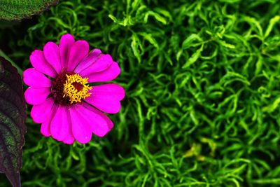 Close-up of pink flower