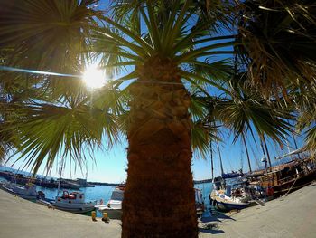 Palm trees on beach against sky