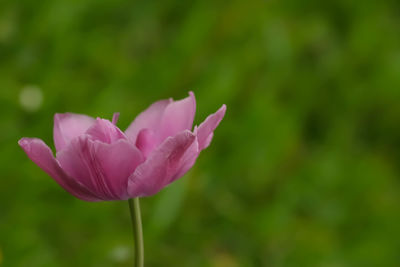 Close-up of flower blooming outdoors