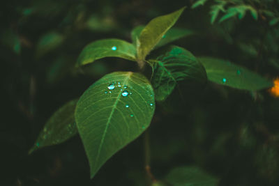 Close-up of raindrops on leaves