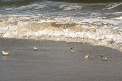 Ducks swimming in sea