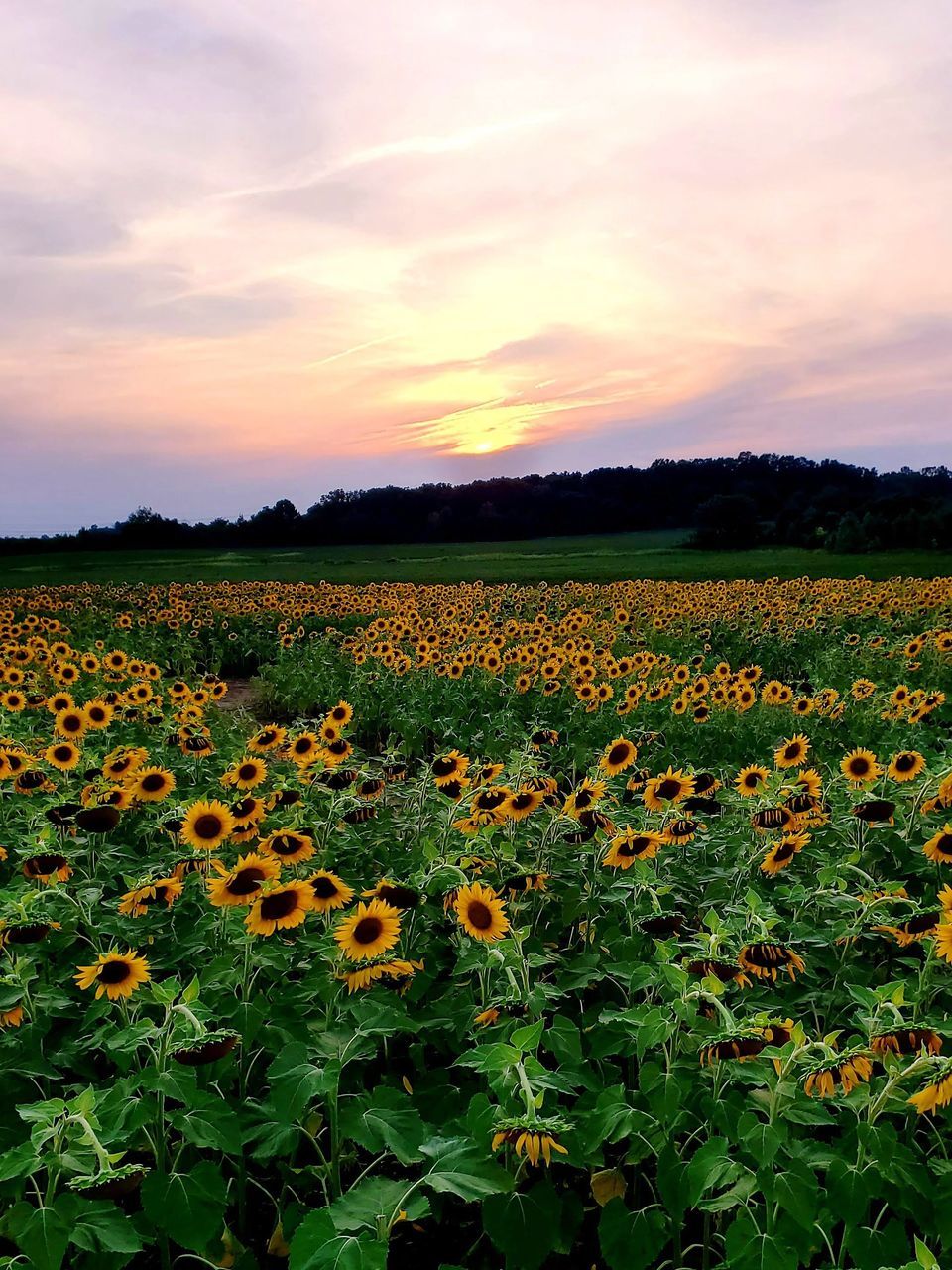 plant, sky, landscape, beauty in nature, nature, field, environment, land, growth, flower, sunflower, freshness, cloud, agriculture, rural scene, flowering plant, scenics - nature, no people, crop, sunset, tranquility, yellow, food, tranquil scene, green, farm, outdoors, food and drink, vegetable, plant part, sunlight, leaf, plain, meadow, prairie, flower head, rural area, fragility, non-urban scene, idyllic, horizon over land, abundance, multi colored, dramatic sky, orange color, wildflower