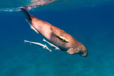 Animals swimming in sea