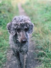 Portrait of a dog on field