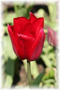 Close-up of red rose