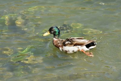 Ducks swimming in the lake